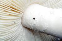 Amanita farinacea image