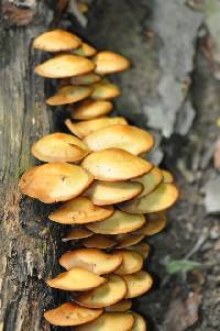 Kuehneromyces mutabilis image