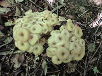 Polyporus umbellatus image