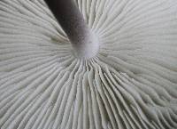 Hymenopellis furfuracea image
