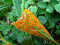 Arthuriomyces peckianus image