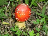 Amanita parcivolvata image