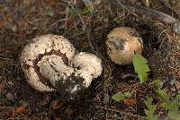 Agaricus bitorquis image