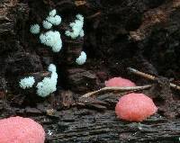 Ceratiomyxa fruticulosa var. fruticulosa image