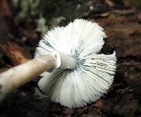 Leucoagaricus caerulescens image