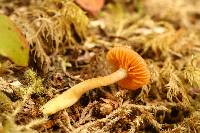 Humidicutis marginata image