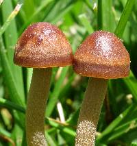 Panaeolus cinctulus image