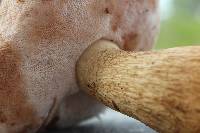 Tylopilus felleus image