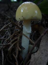 Amanita xylinivolva image