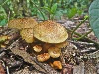 Gymnopilus aeruginosus image