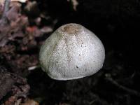 Agaricus pocillator image