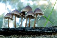 Mycena yuulongicola image