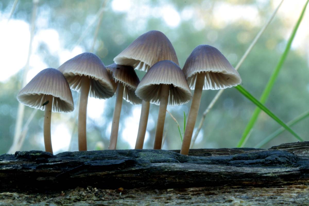 Mycena yuulongicola image