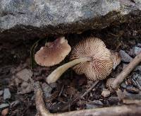 Pluteus cyanopus image