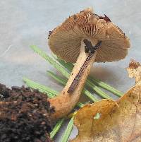 Inocybe stellatospora image