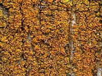 Xanthoria fulva image