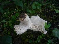 Russula exalbicans image