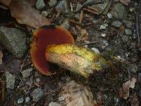 Boletus erythropus image