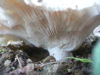 Russula delica image