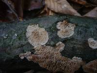 Radulomyces molaris image