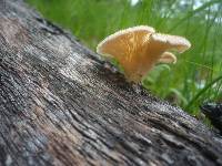 Lentinus strigosus image