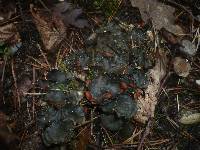 Peltigera horizontalis image