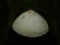 Volvariella bombycina image