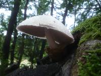 Volvariella bombycina image