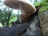 Volvariella bombycina image