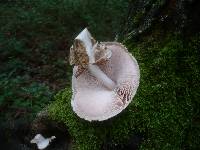 Volvariella bombycina image