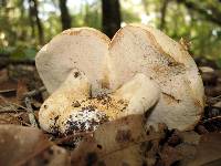 Tylopilus peralbidus image