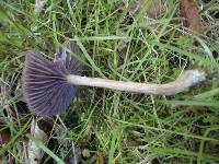 Laccaria amethystina image