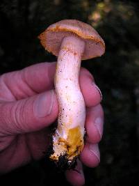 Cortinarius rubicundulus image