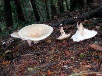 Leucopaxillus giganteus image