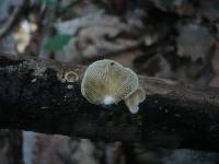 Crepidotus calolepis image