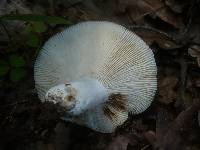 Russula cyanoxantha image