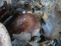 Russula grisea image