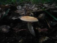 Russula risigallina image