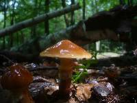 Suillus grevillei image