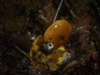 Suillus grevillei image