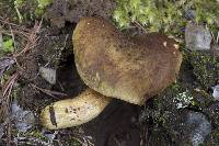 Phylloporus arenicola image