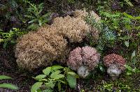 Ramaria rubripermanens image