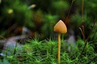 Entoloma quadratum image