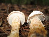 Austroboletus subflavidus image