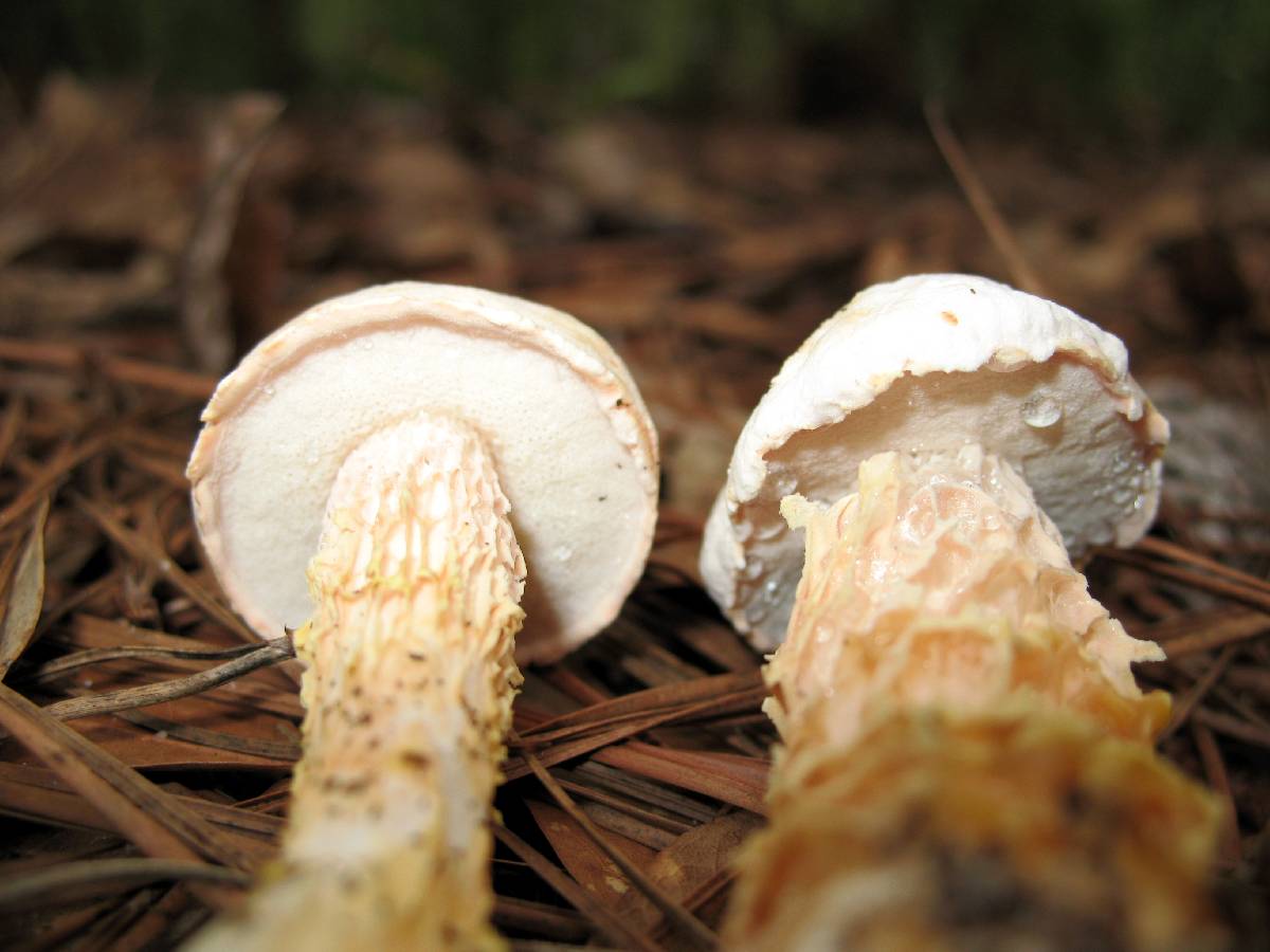 Austroboletus subflavidus image