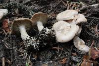 Clitocybe albirhiza image