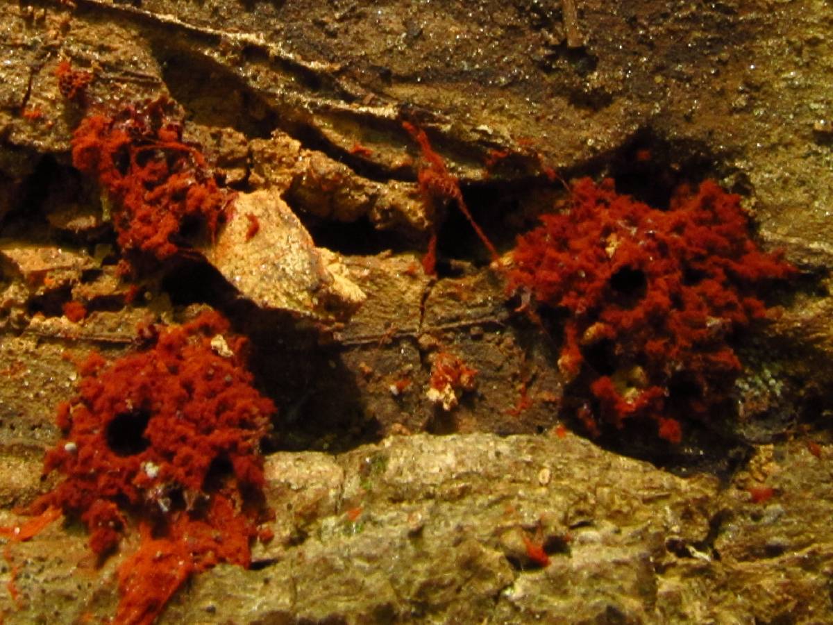 Metatrichia vesparium image