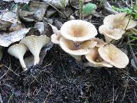 Clitocybe gibba image