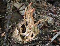 Ramaria botrytis image