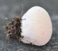 Lycoperdon pratense image